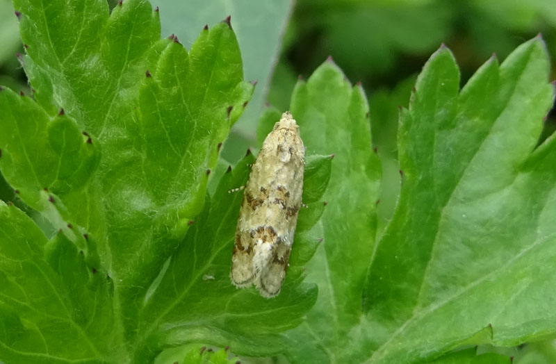 Tortricidae: Aethes williana ?